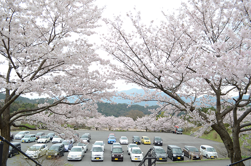 20170409　【桜情報】いちばんの見ごろを迎えています！06